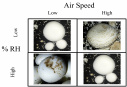 شرایط محیطی (شامل رطوبت نسبی و سرعت جریان هوا) دخیل در وقوع و گسترش بیماری‌های باکتریایی قارچ خوراکی